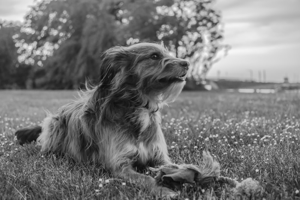 grayscale photo of long coated dog on grass field