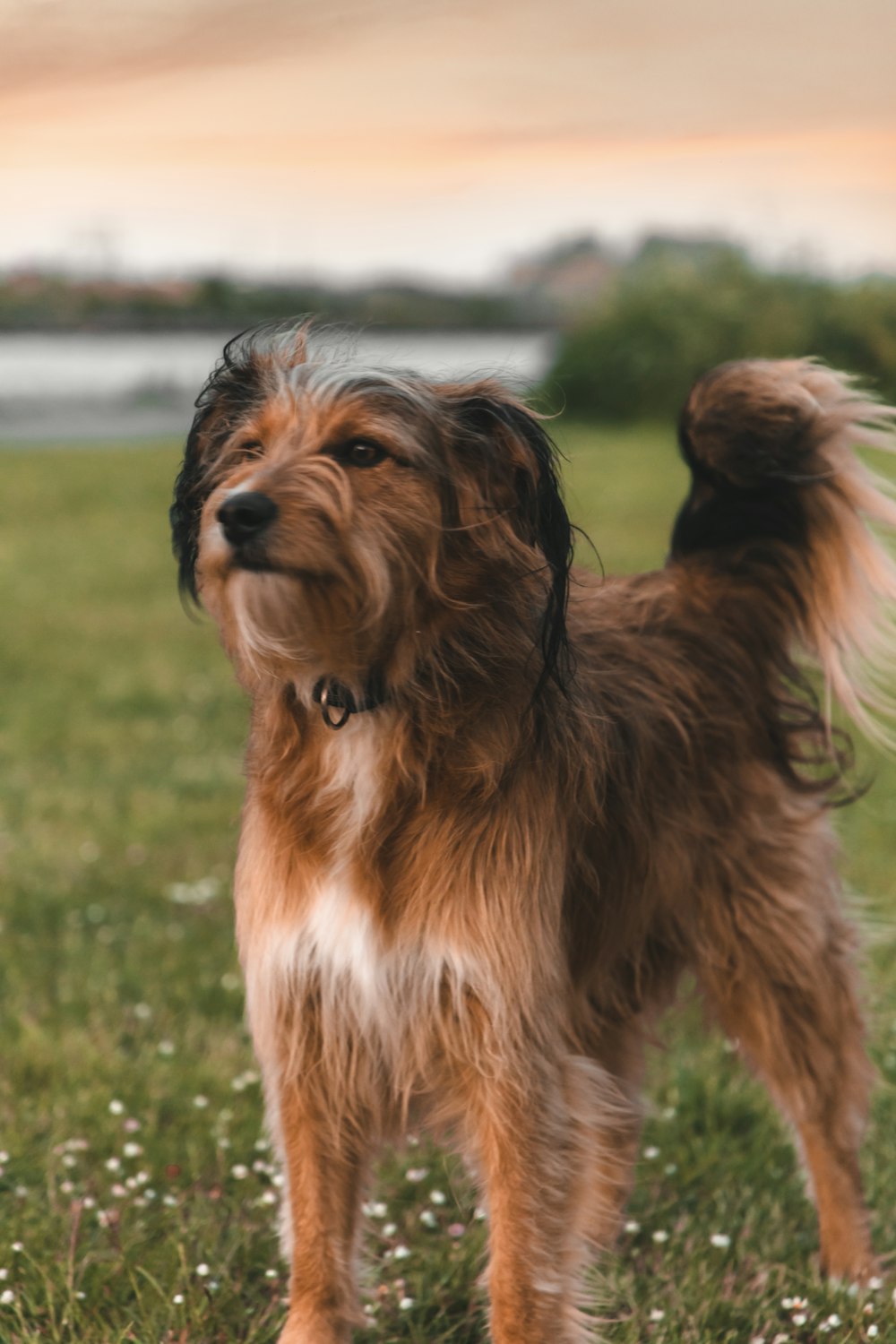 brown and white long coat small dog on green grass field during daytime