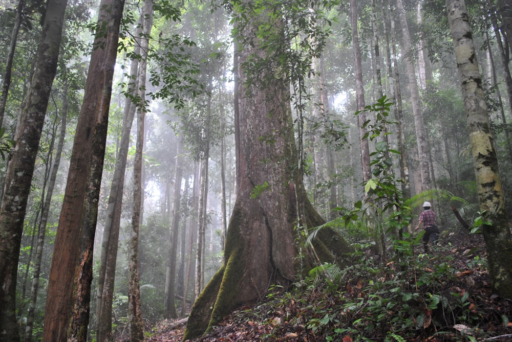 green trees in forest during daytime