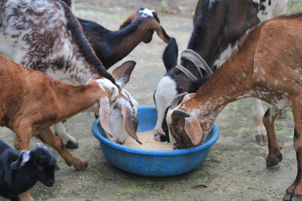 white and brown goats in blue plastic bucket