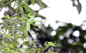 A delicate handcrafted butterfly-themed painting with soft lilac tones hanging on a textured wall.