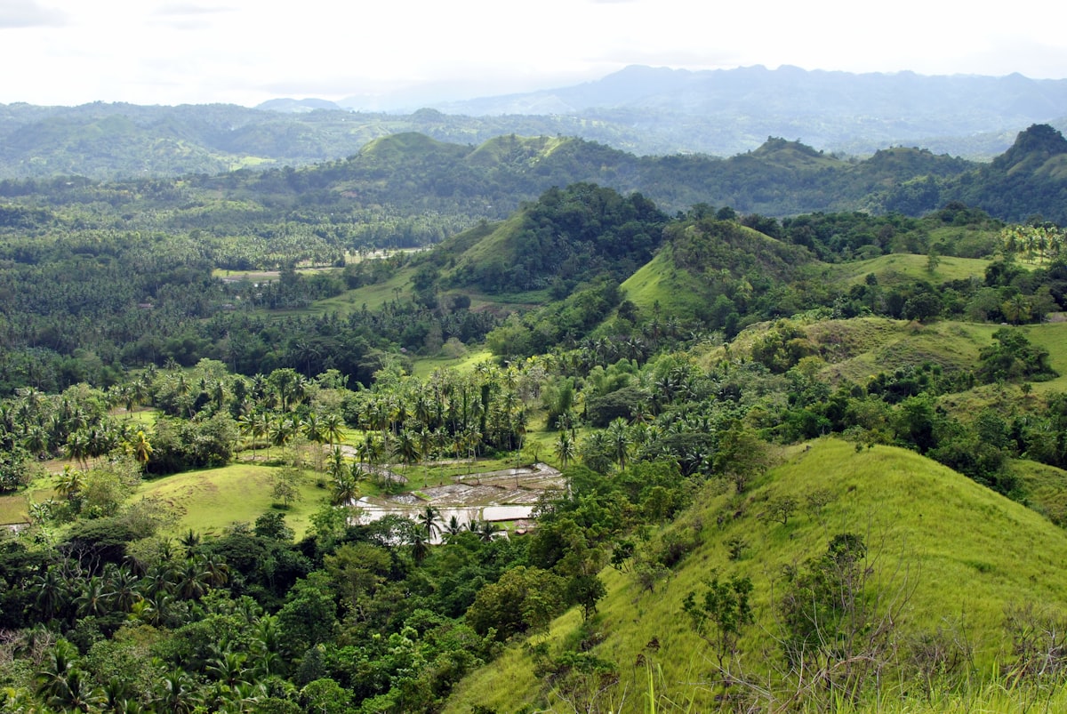 Chocolate Hills turning brown in March