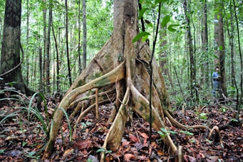 brown tree trunk surrounded by brown leaves