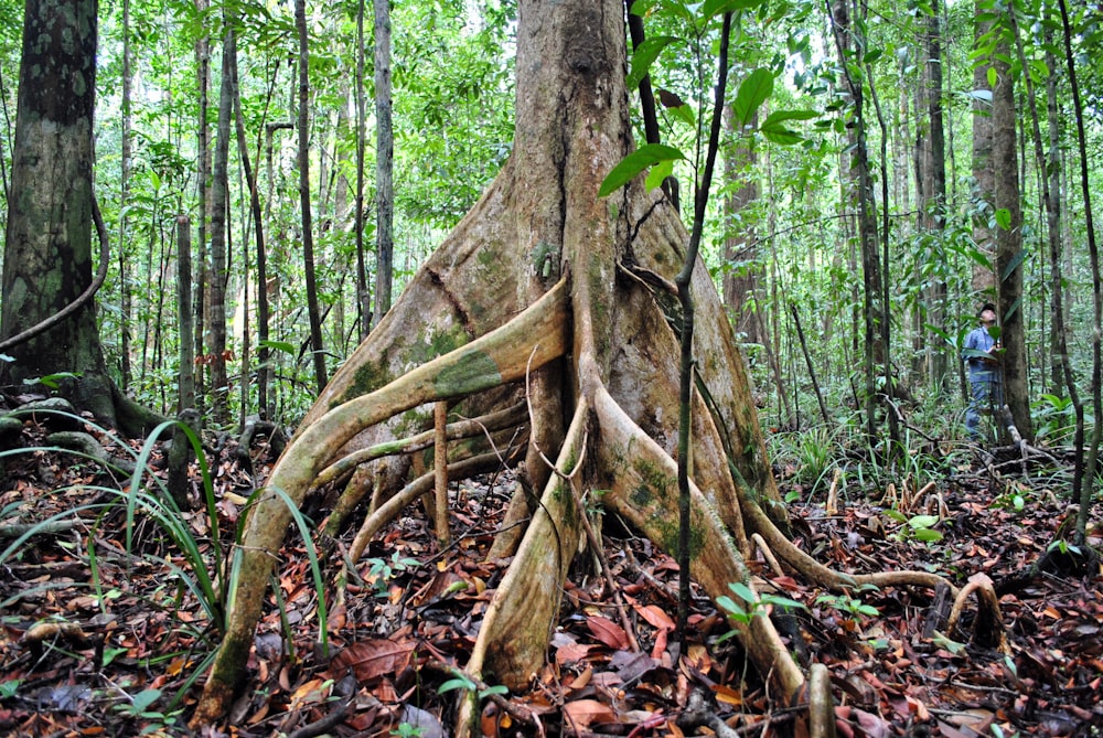 brown tree trunk surrounded by brown leaves