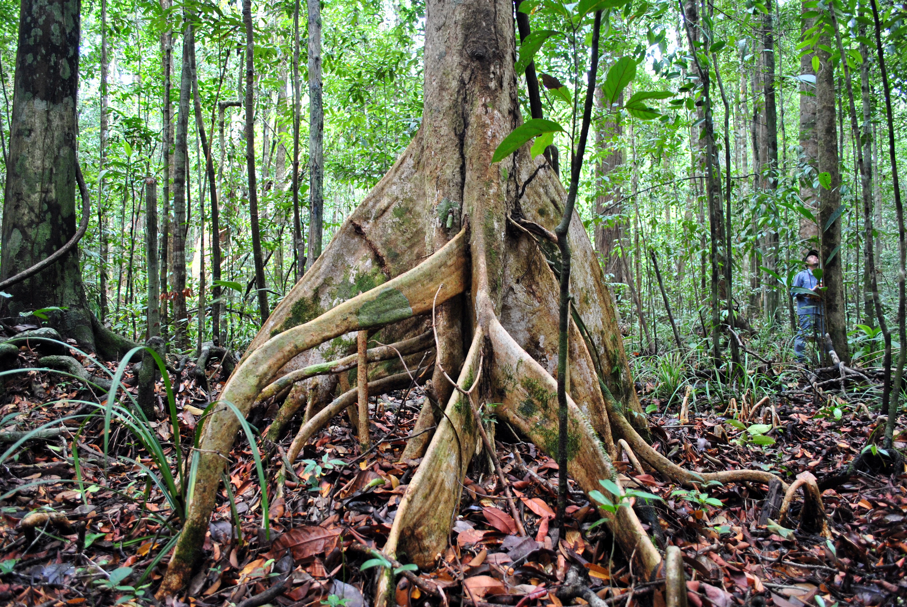 Brunei landscape