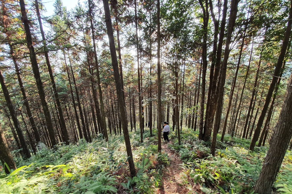 persone che camminano sulla foresta durante il giorno