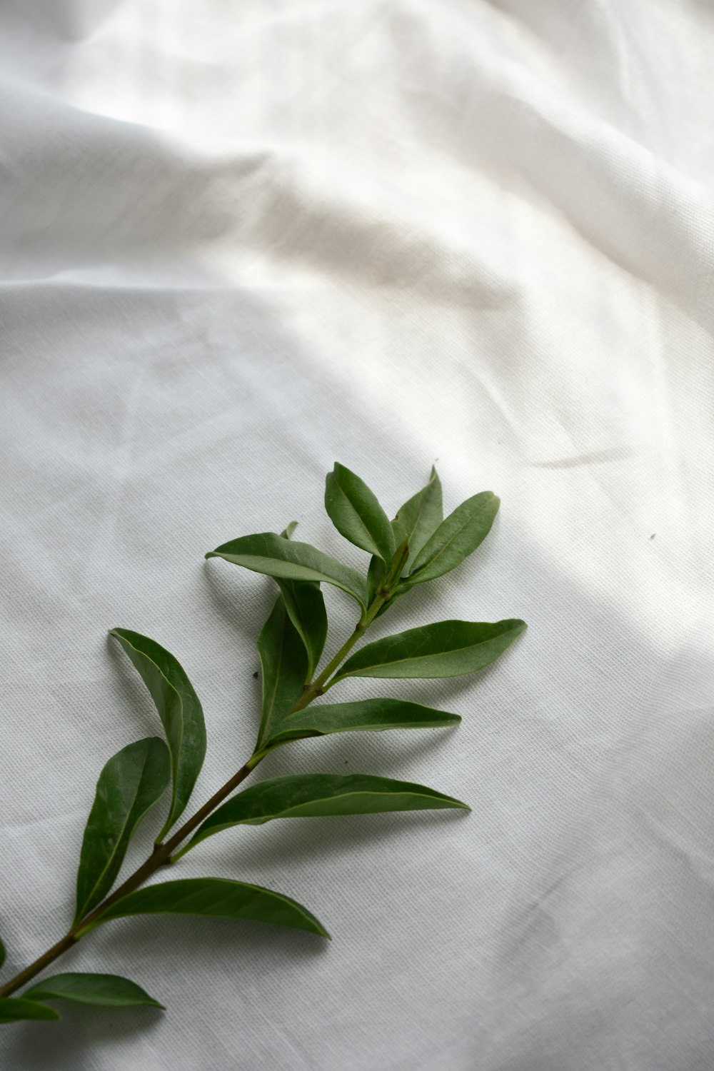 green leaves on white textile