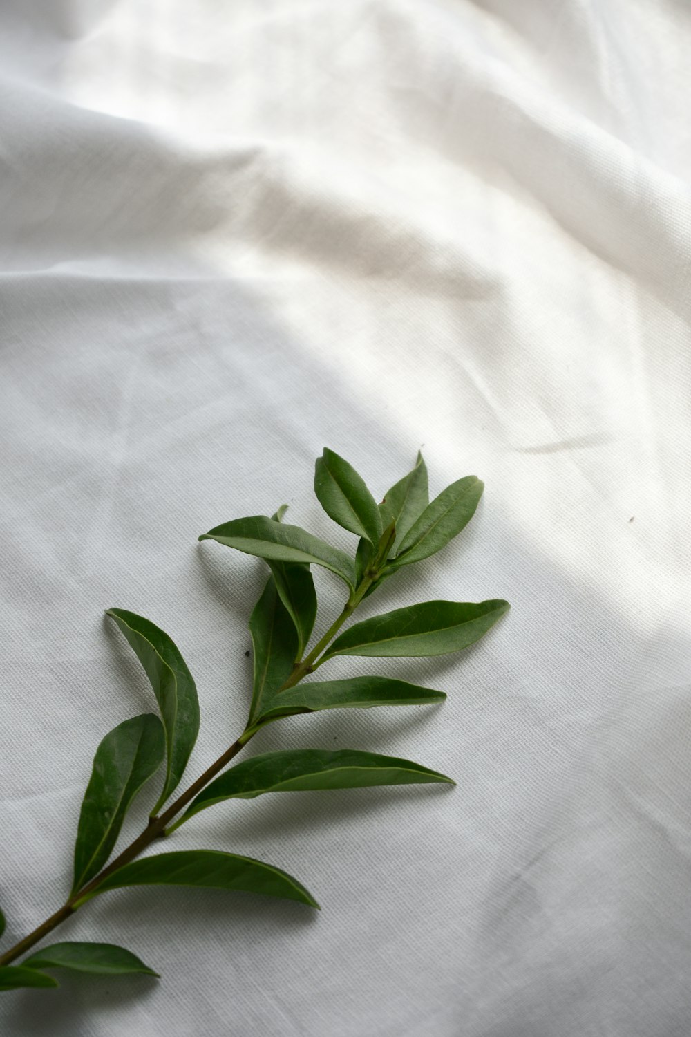 foglie verdi su tessuto bianco