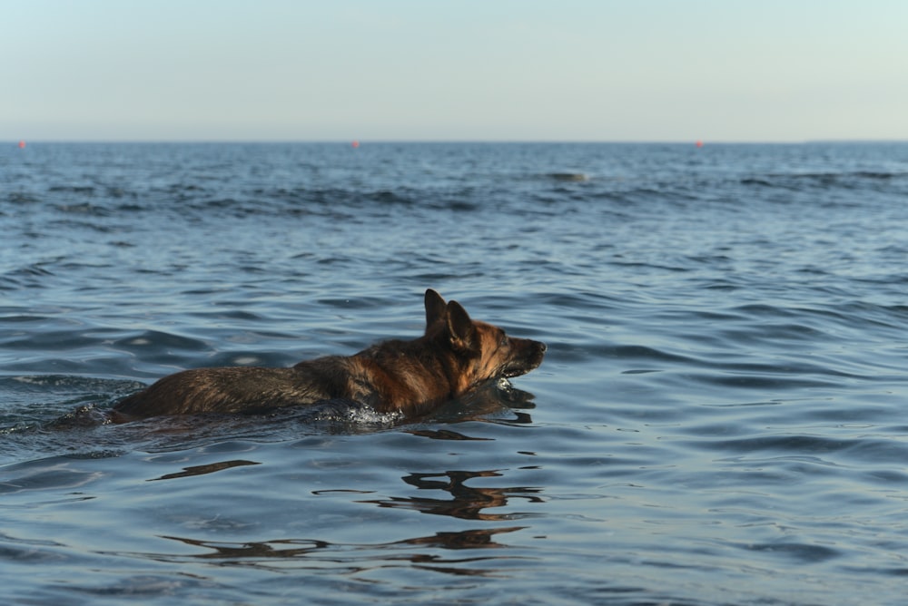 black and tan german shepherd dog on water during daytime