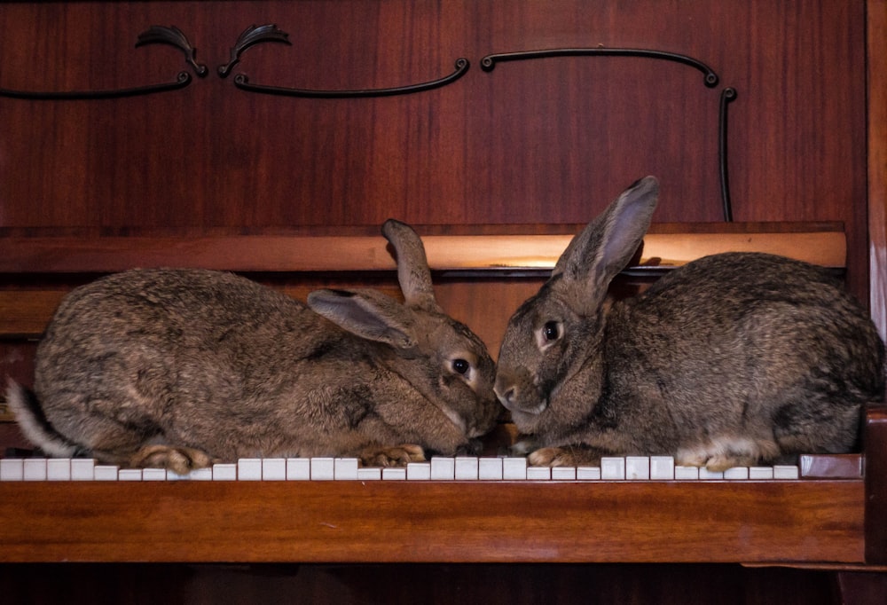 gray rabbit on brown wooden shelf