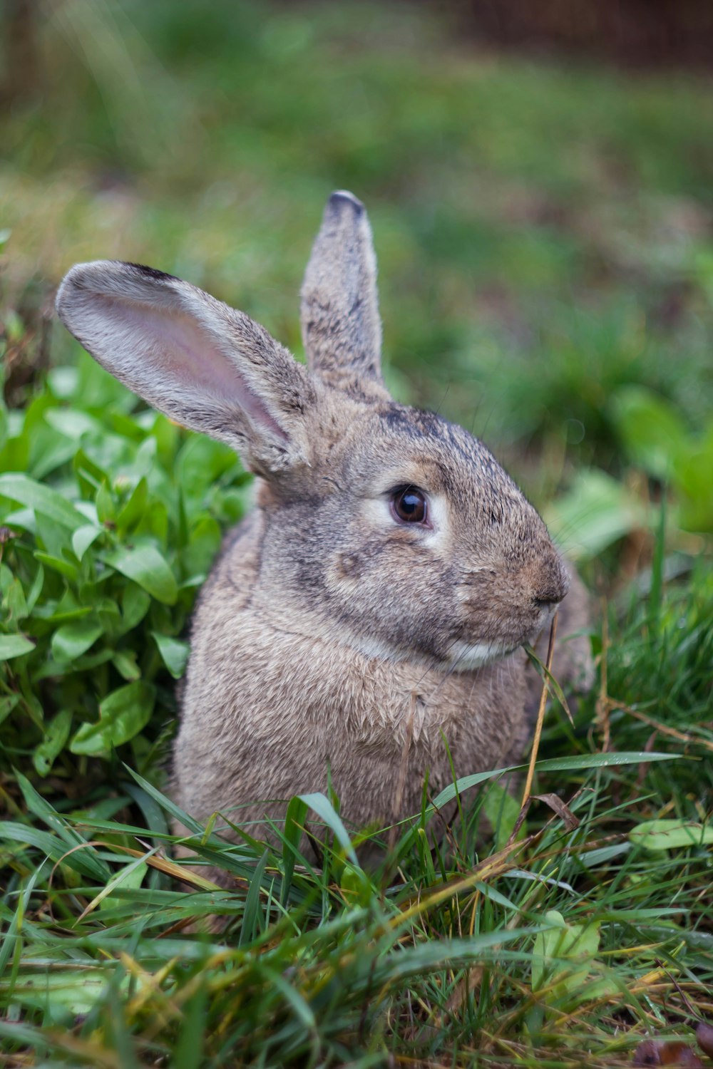 Braunes Kaninchen auf grünem Gras tagsüber