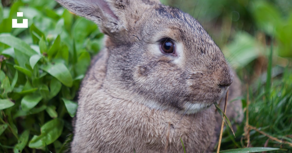 Brown rabbit on green grass during daytime photo – Free Dondușeni Image ...