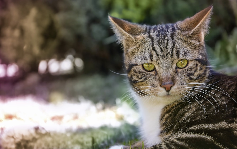 brown tabby cat on green grass during daytime