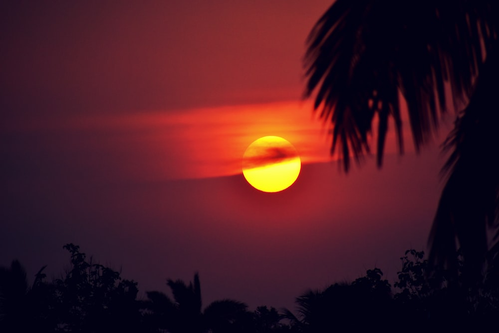 silhouette of palm tree during sunset