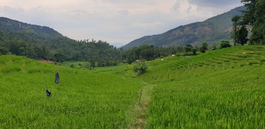 green grass field under white sky during daytime in Nuwara Eliya Sri Lanka