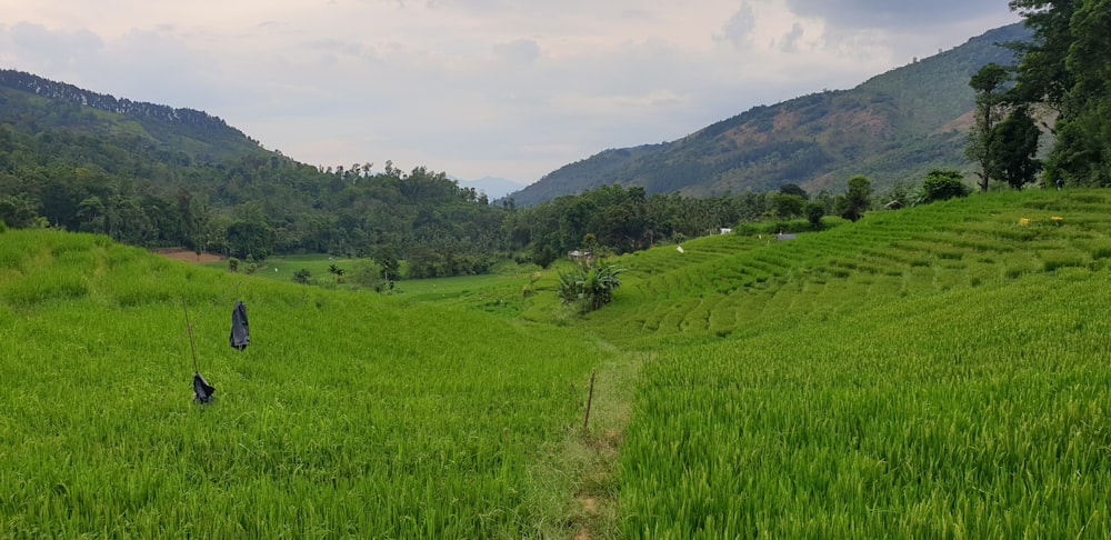 green grass field under white sky during daytime