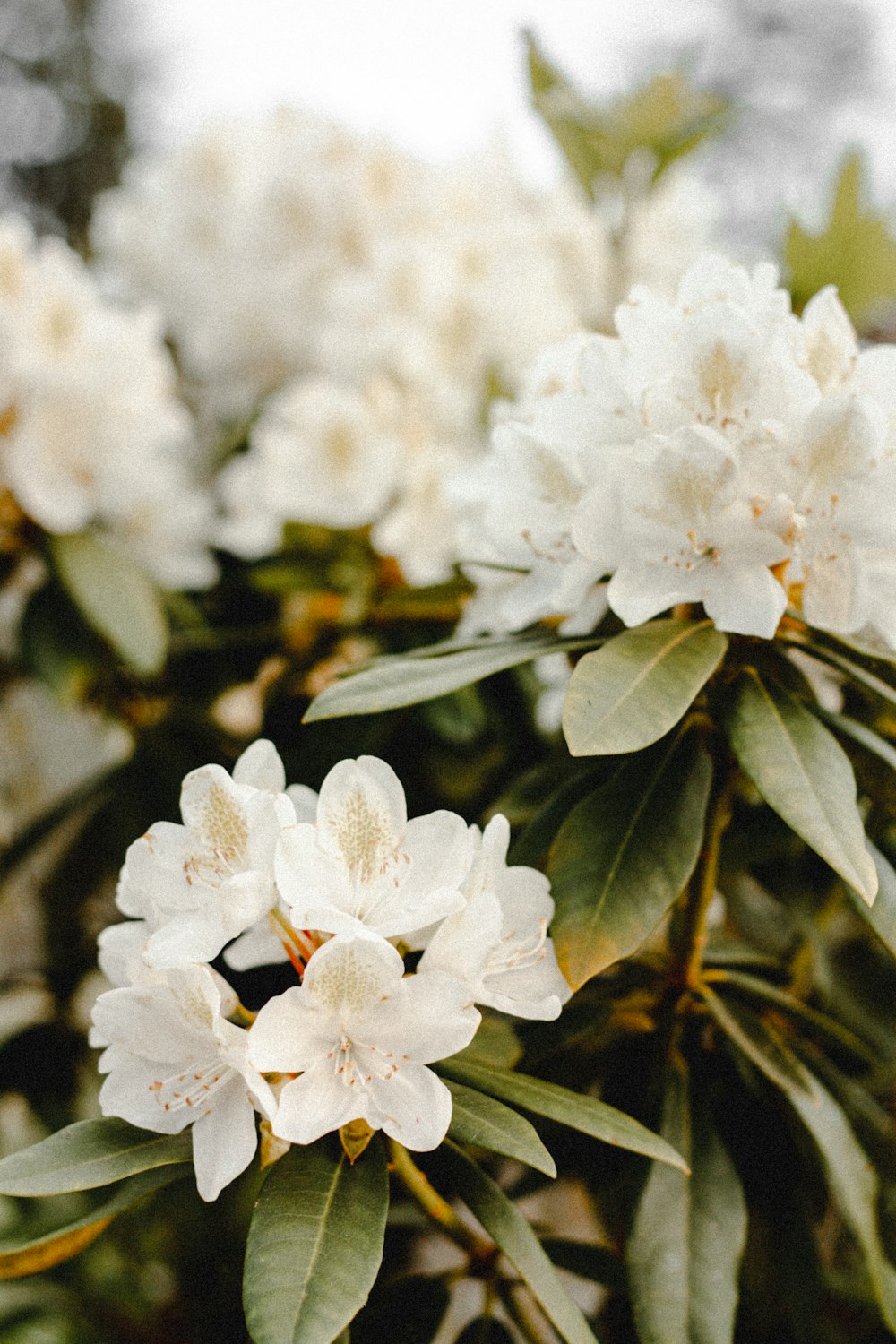 white flowers with green leaves