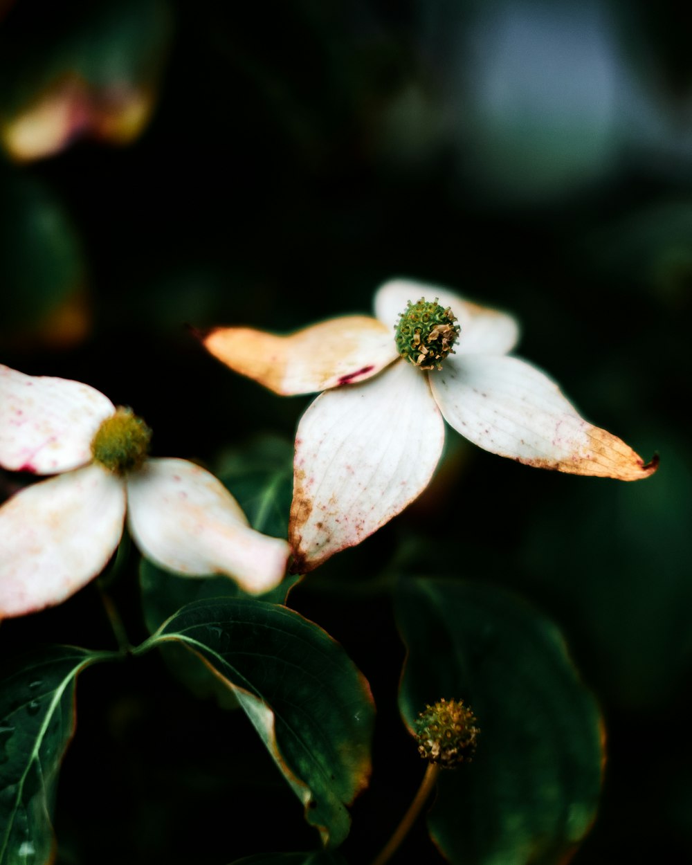 white and brown flower in tilt shift lens