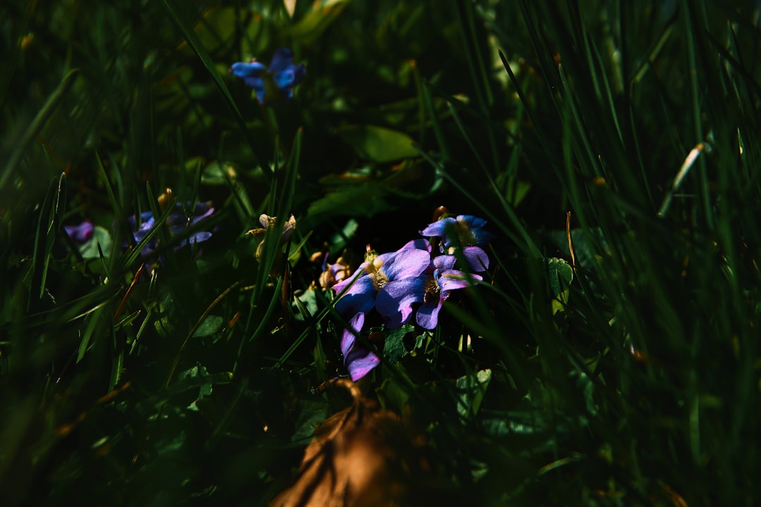 purple flowers on green grass field