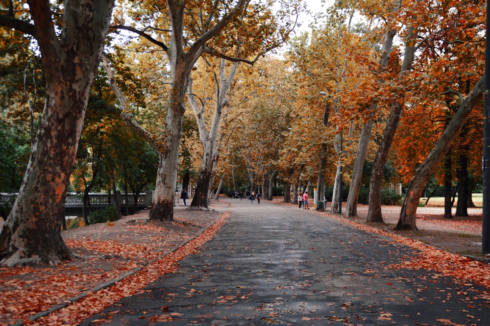 people walking on pathway between trees during daytime