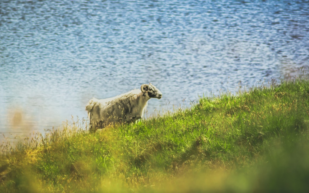 white and gray sheep on green grass field near body of water during daytime