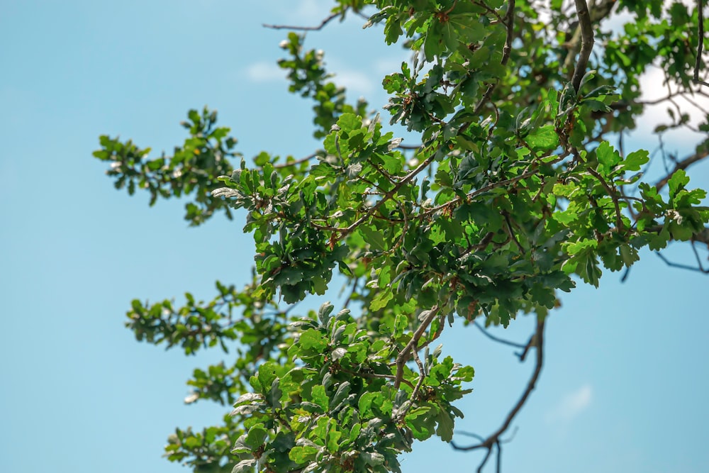 green leaves under blue sky during daytime