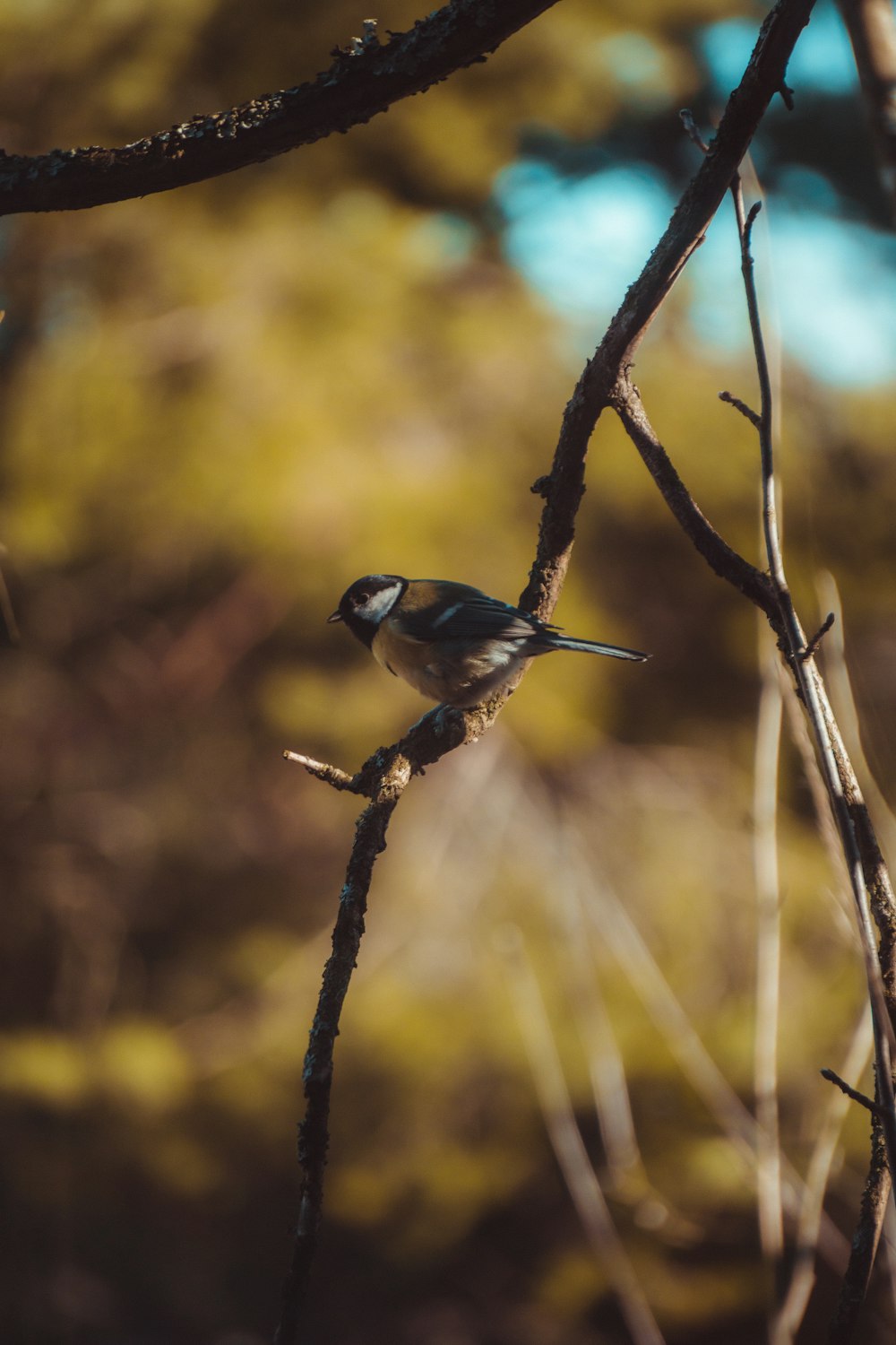 blue and white bird on brown tree branch