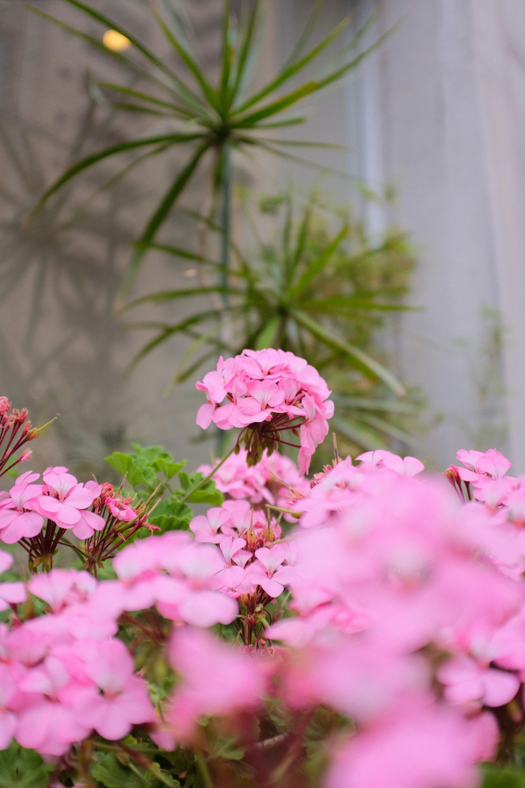 pink flowers in tilt shift lens