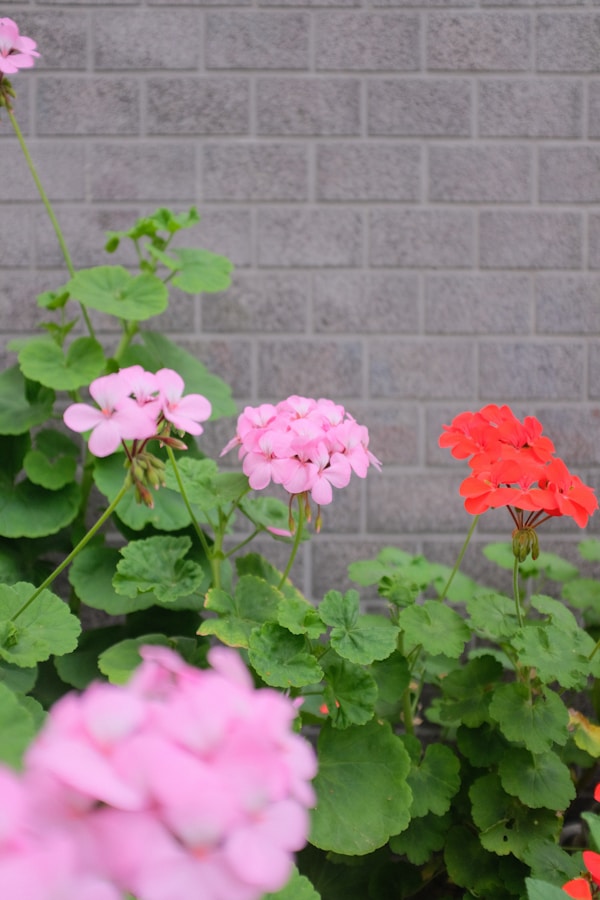 Matsuyama: Ideal Weather Guide for Year-round Explorations