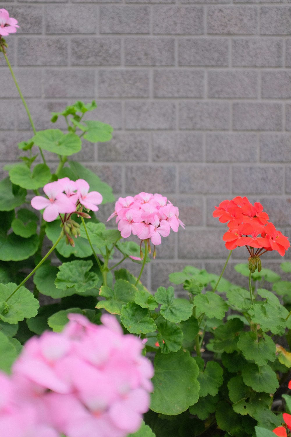 pink flower with green leaves