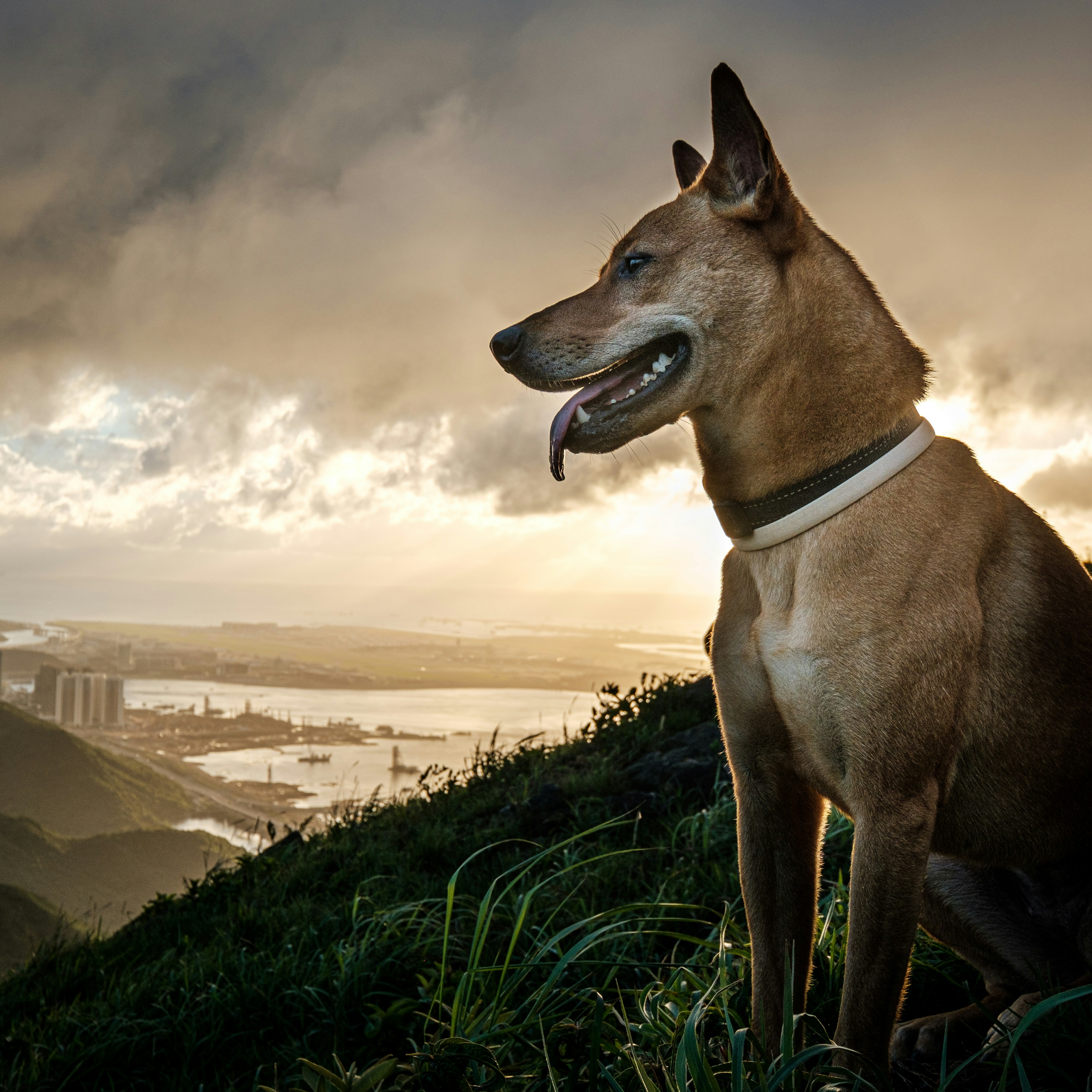 brown short coated dog on green grass field during daytime