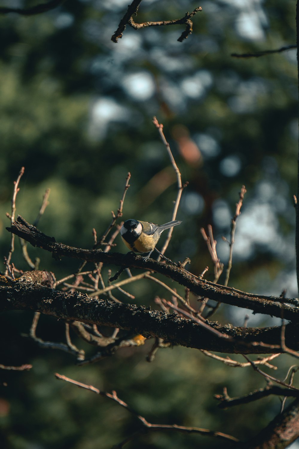 white and black bird on brown tree branch during daytime