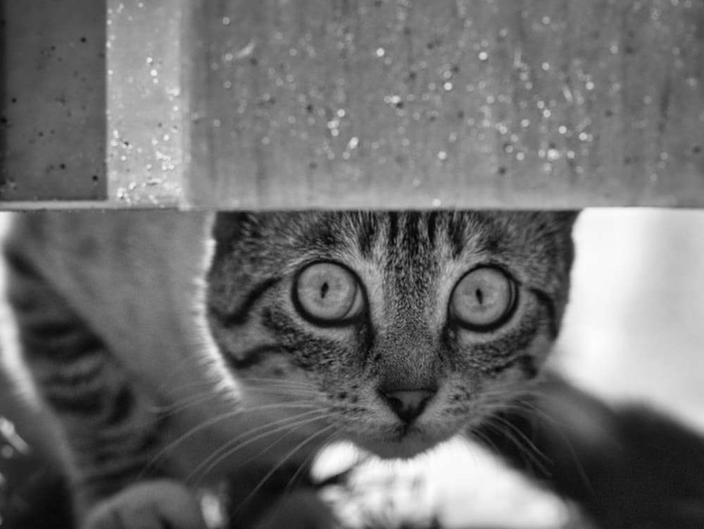 grayscale photo of tabby cat