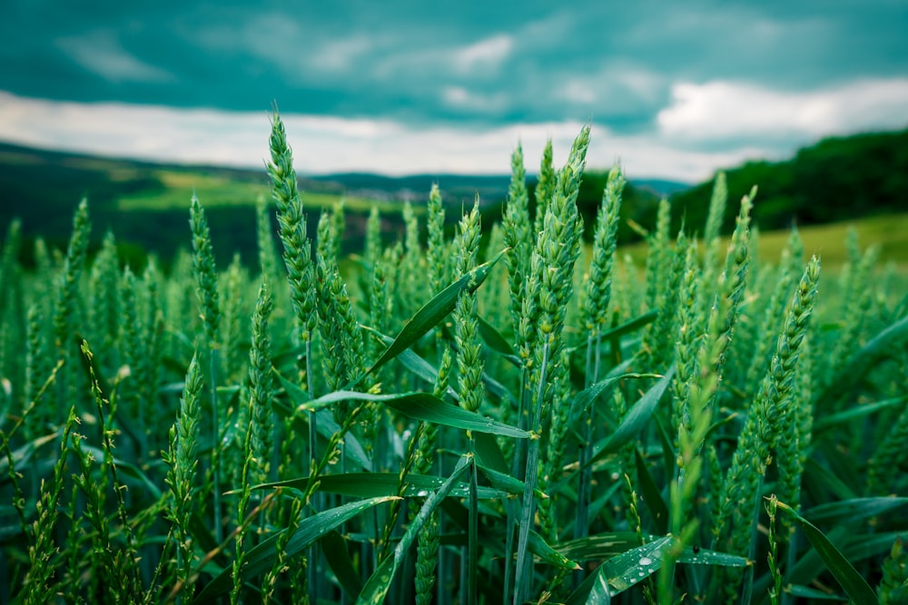 green wheat field under blue sky during daytime