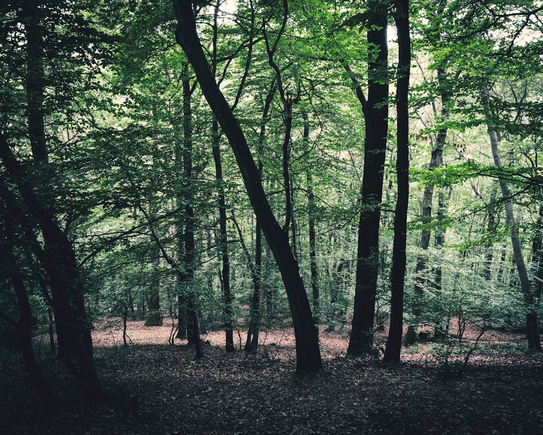 Forest photo spot Loreley Bürstadt