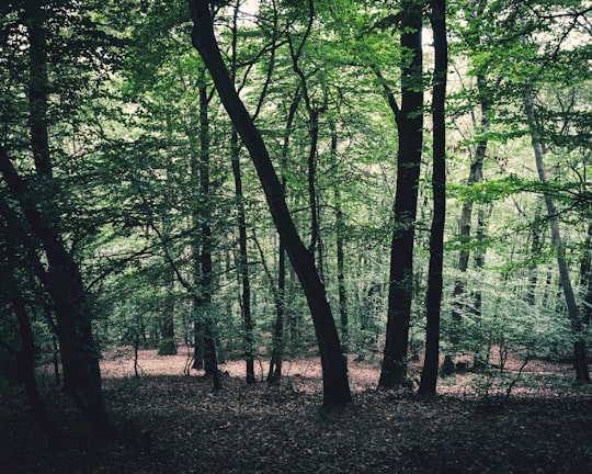 green trees on forest during daytime in Loreley Germany