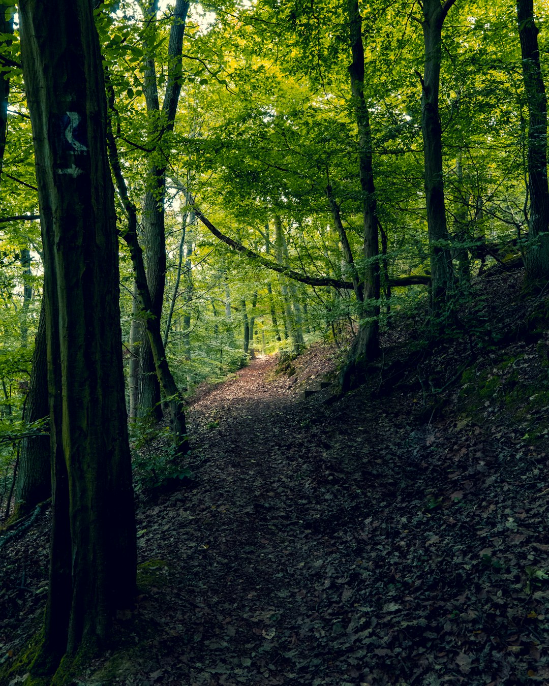 Forest photo spot Loreley Bad Honnef