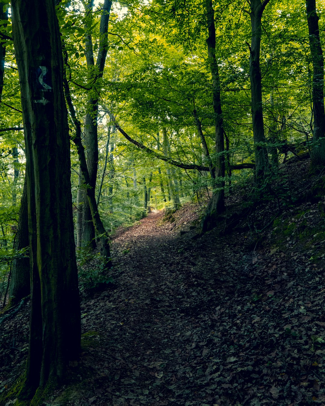 Forest photo spot Loreley Rhineland-Palatinate