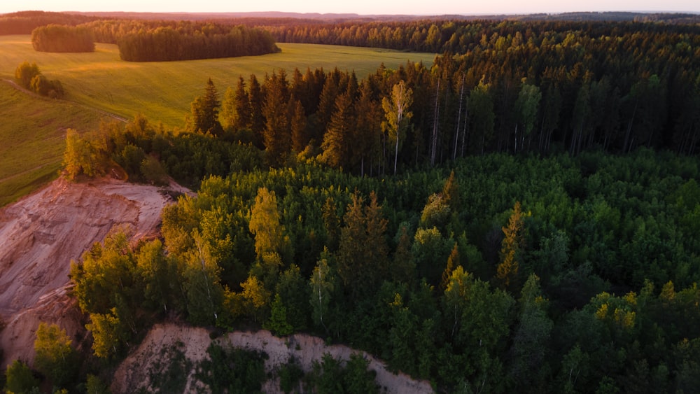 green trees on brown field during daytime