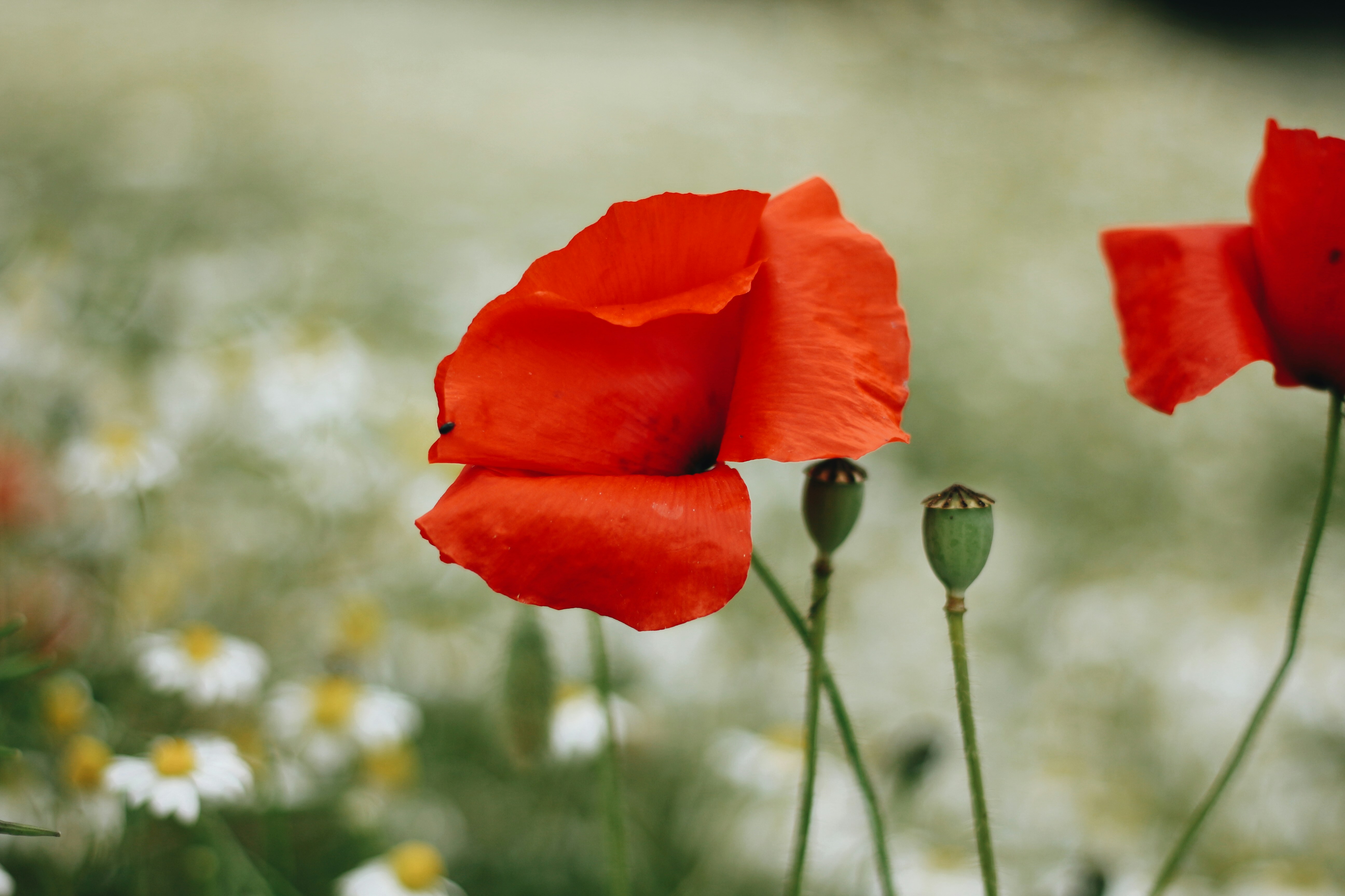 Photo by fauvedereyne