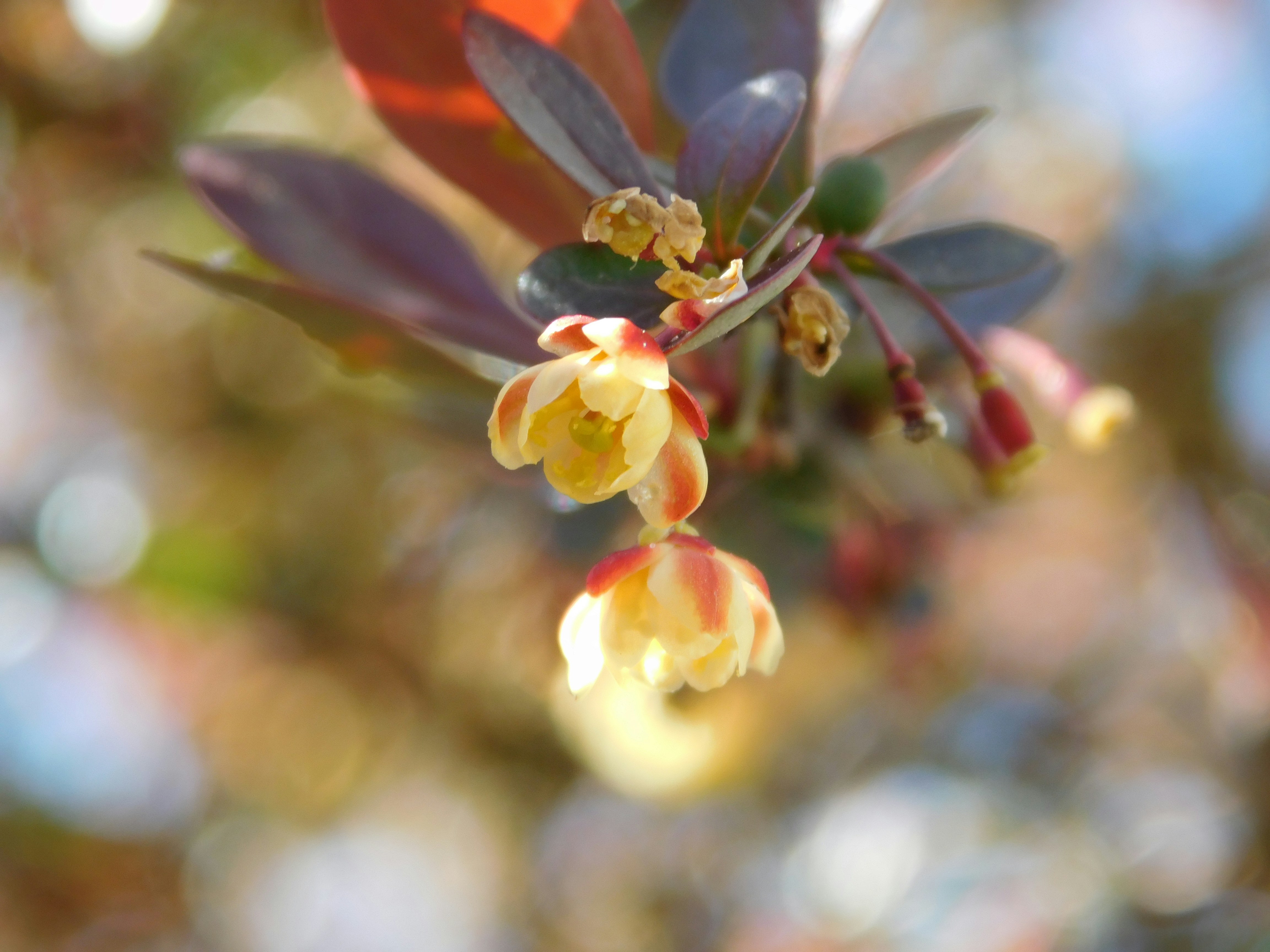 yellow and red flower in tilt shift lens rhode island zoom background