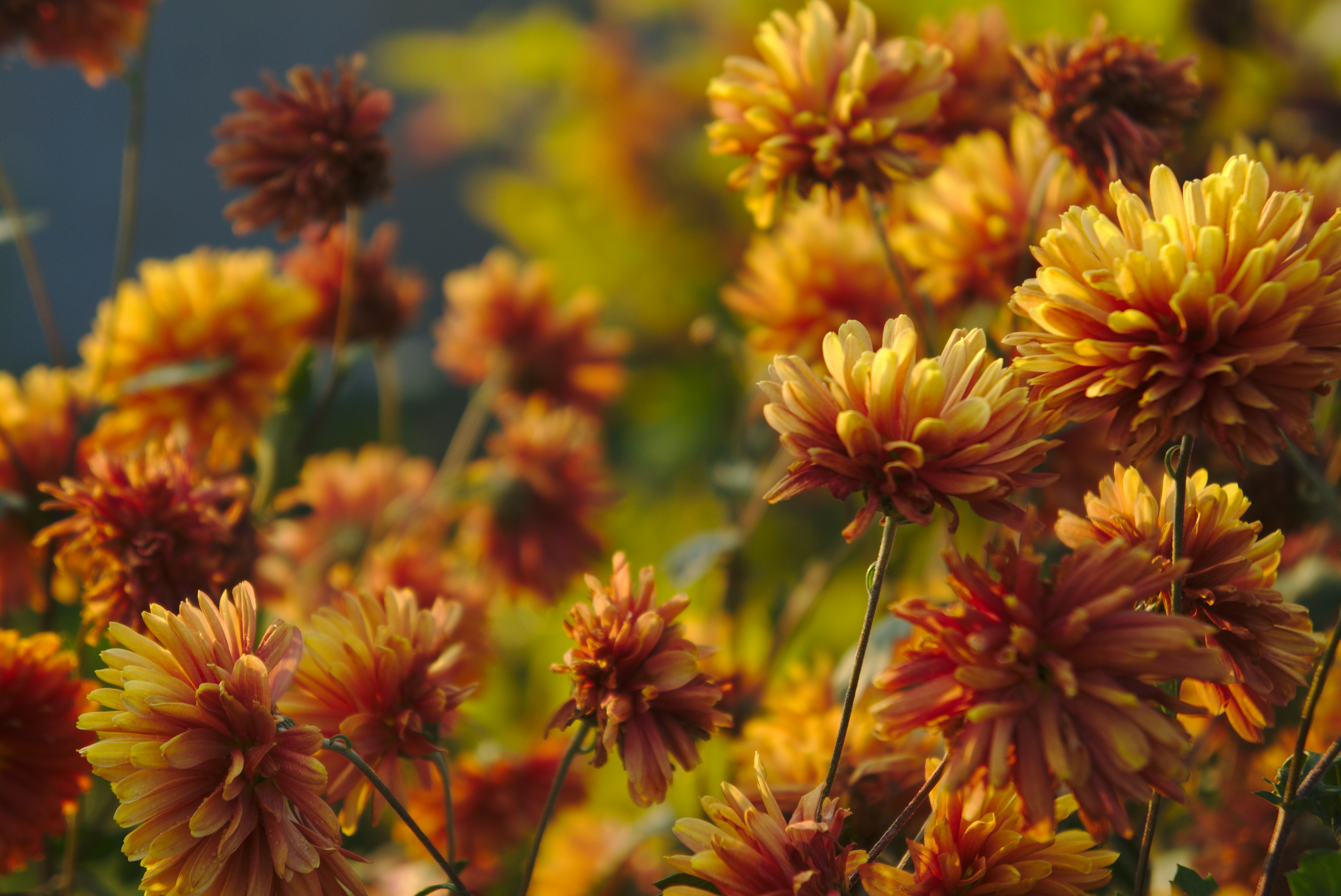 Photo by alina_filika