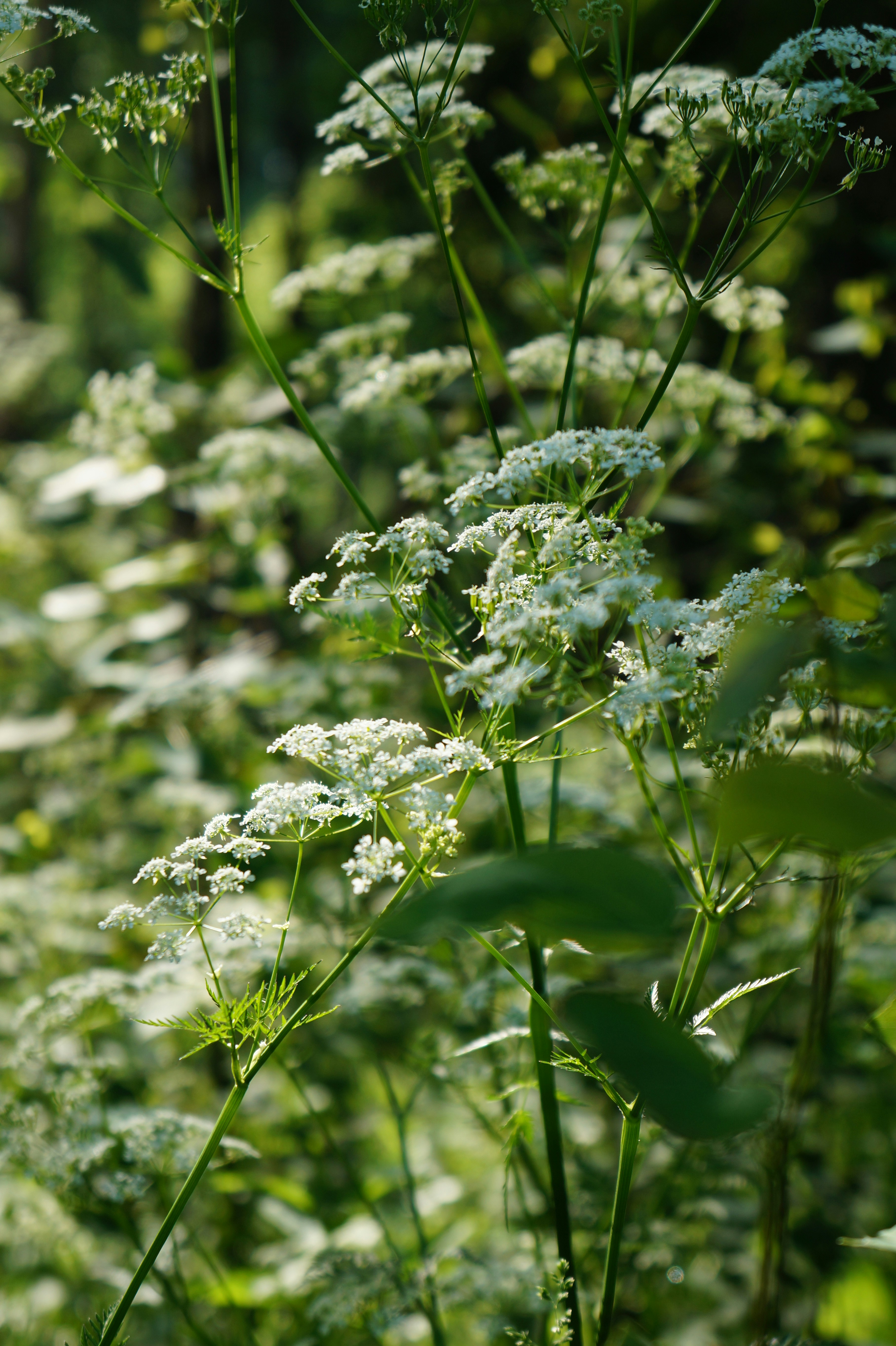 Photo by alina_filika