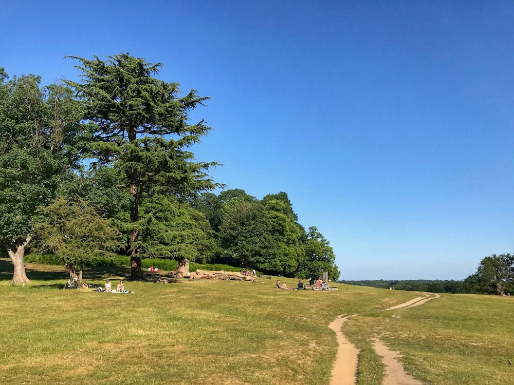 green trees on green grass field under blue sky during daytime