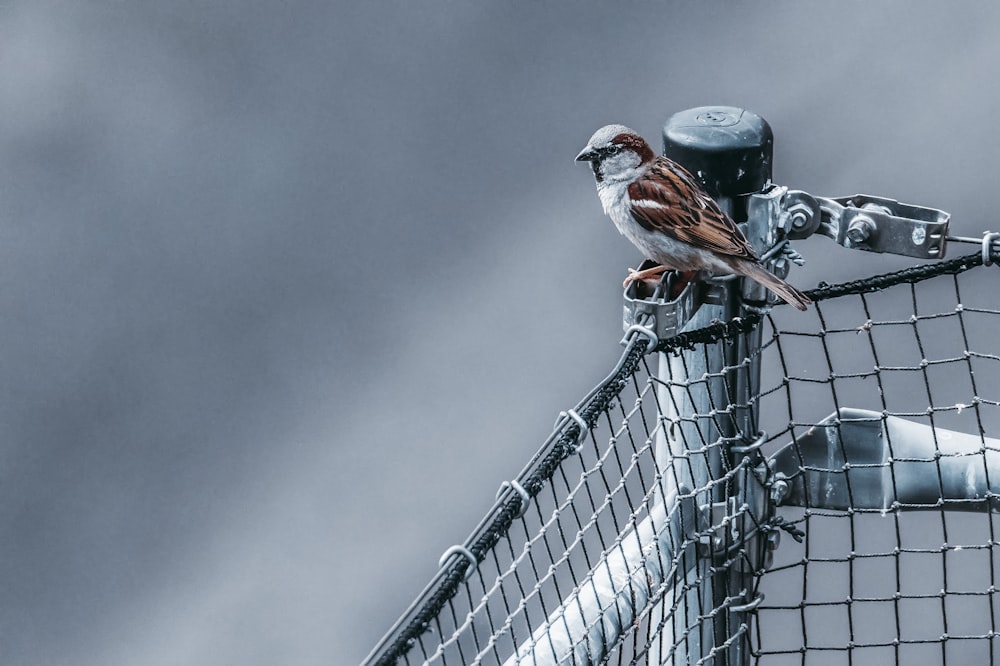 red and white bird on gray wire fence