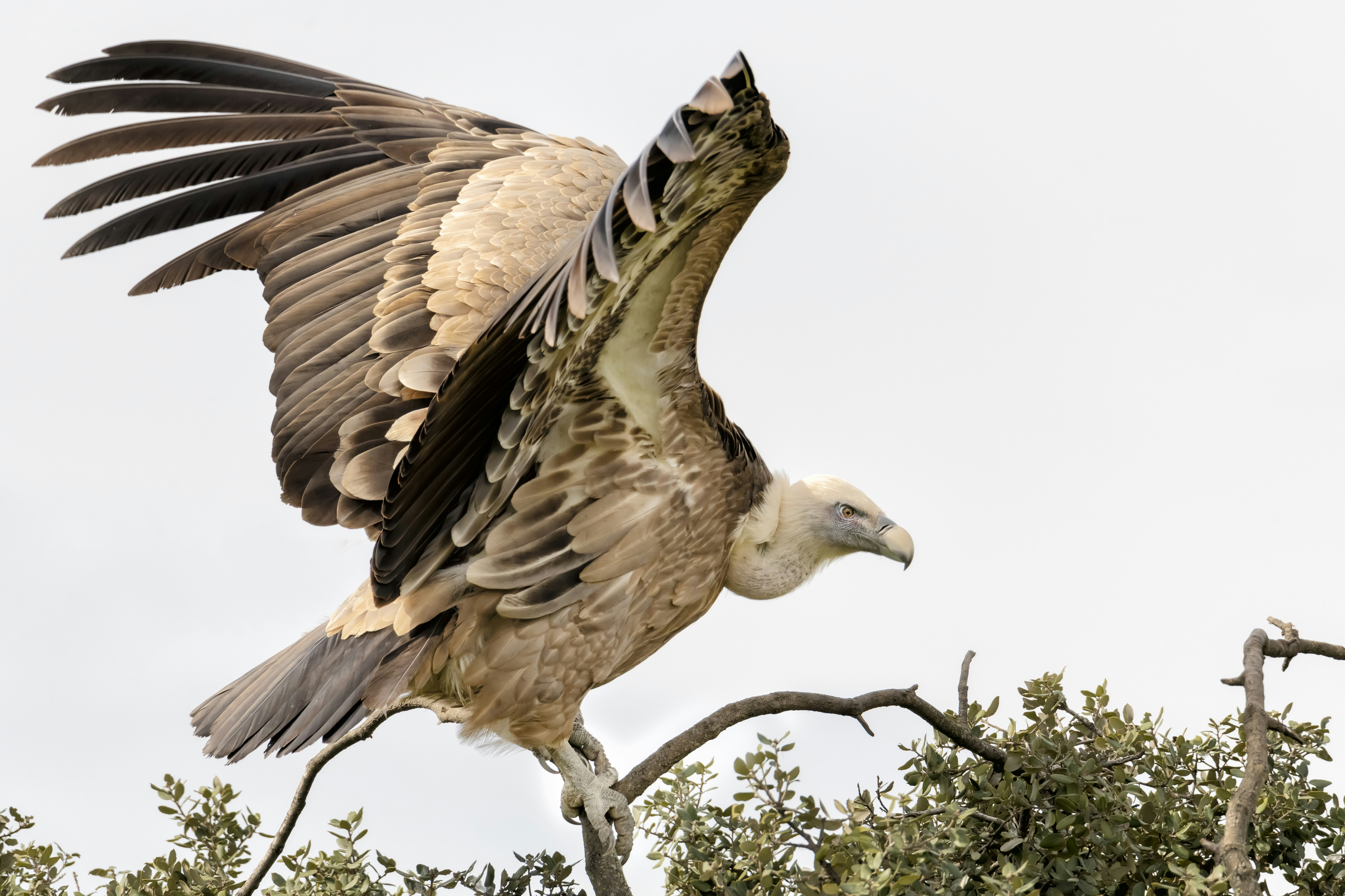 brown and white eagle on tree branch, griffon vulture