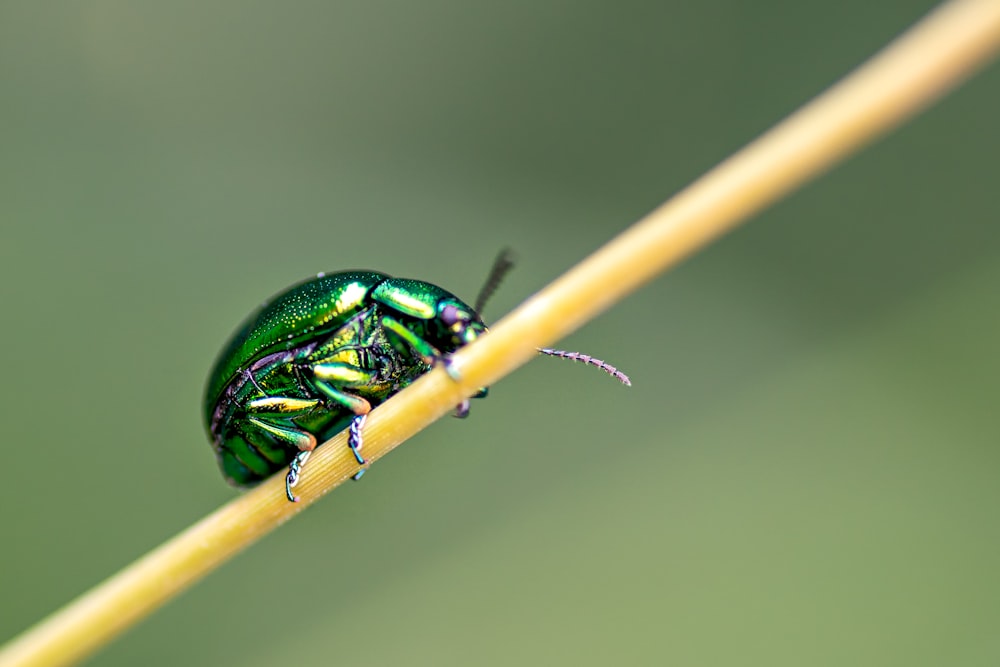 green and black beetle on brown stick in macro photography