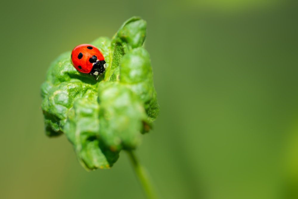 red ladybug perched on green leaf in close up photography during daytime