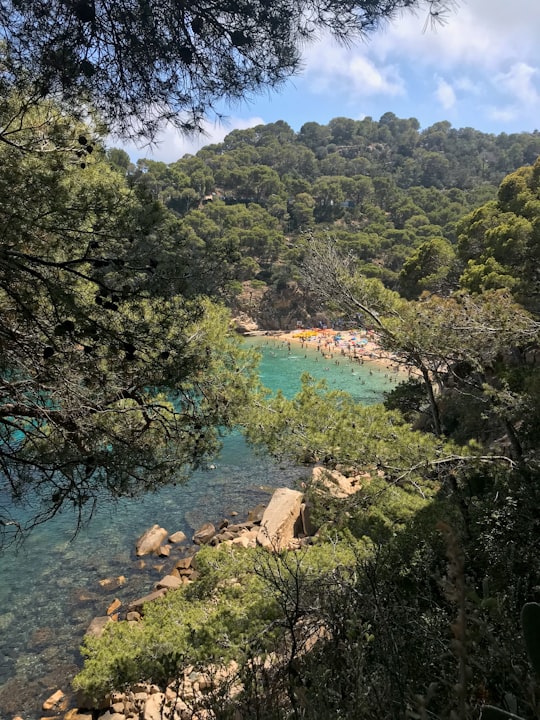 green trees near body of water during daytime in Aiguablava Spain