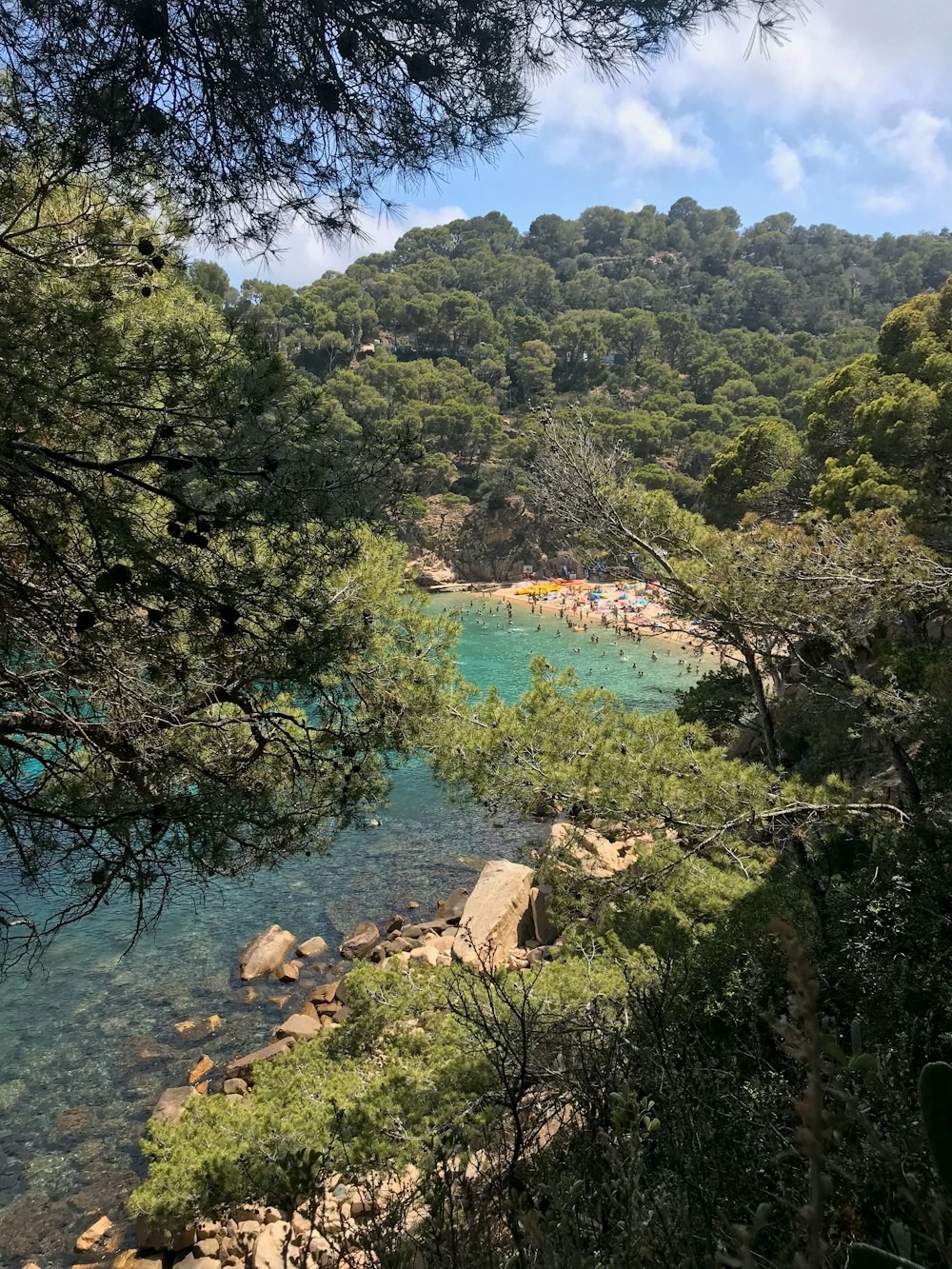 green trees near body of water during daytime